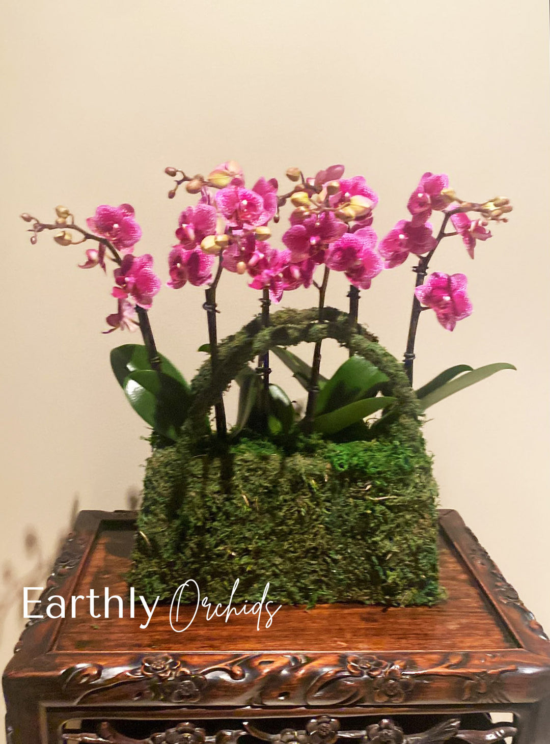 Earthly Orchids - Plum Purse Mini Orchids Arrangemenr by Earthly