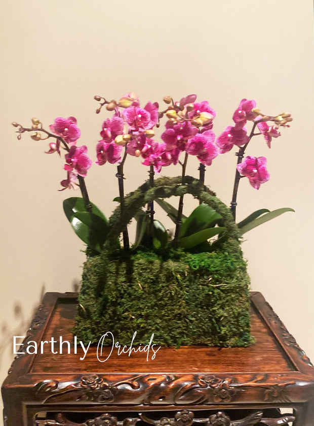 Arranged Orchids - Plum Purse by Earthly Orchids
