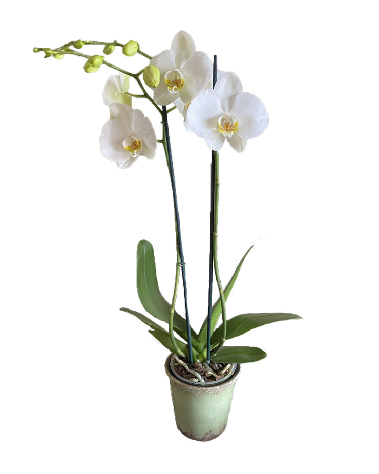 Buy orchids online, wide selection of orchid species. Earthly Orchids have a wide variety of orchid plants and orchid flowers for you to choose from, we have live potted orchid plants and fresh cut orchids. Our orchids are hand grown and well taken cared for so orchids are large, waxy and strong. Order orchids now, orchids are perfect gift for all occasions and perfect for your home! We deliver live orchids anywhere in the US. We have wholesale orchids and retail orchids.