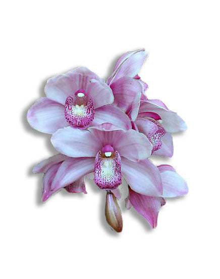 orchid delivery, orchids for sale, orchids online, orchids, orchid, flower, orchid flower, orchid plant, potted plant, potted orchids, cut orchids. flower plant, earthly orchids, orchid bouquet, flower bouquet, flower delivery, flower online, wholesale orchids, wholesale flowers, retail orchids, retail flowers, pink orchids, pink flowers