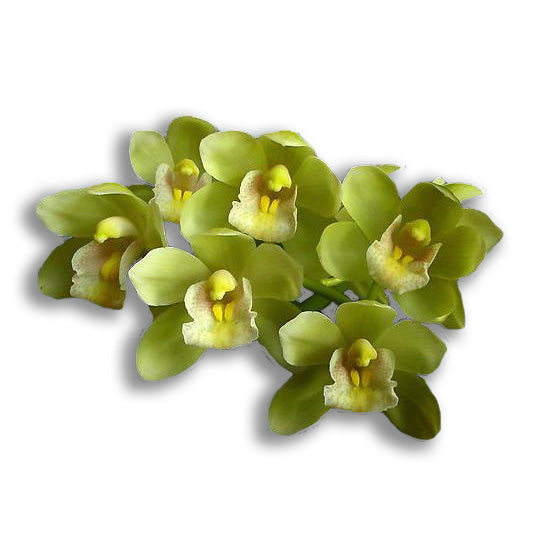 orchid delivery, orchids for sale, orchids online, orchids, orchid, flower, orchid flower, orchid plant, potted plant, potted orchids, cut orchids. flower plant, earthly orchids, orchid bouquet, flower bouquet, flower delivery, flower online, wholesale orchids, wholesale flowers, retail orchids, retail flowers