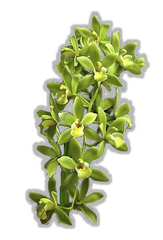 orchids, orchid, flower, orchid flower, orchid plant, potted plant, potted orchids, cut orchids. flower plant, earthly orchids, orchid bouquet, flower bouquet, flower delivery, flower online