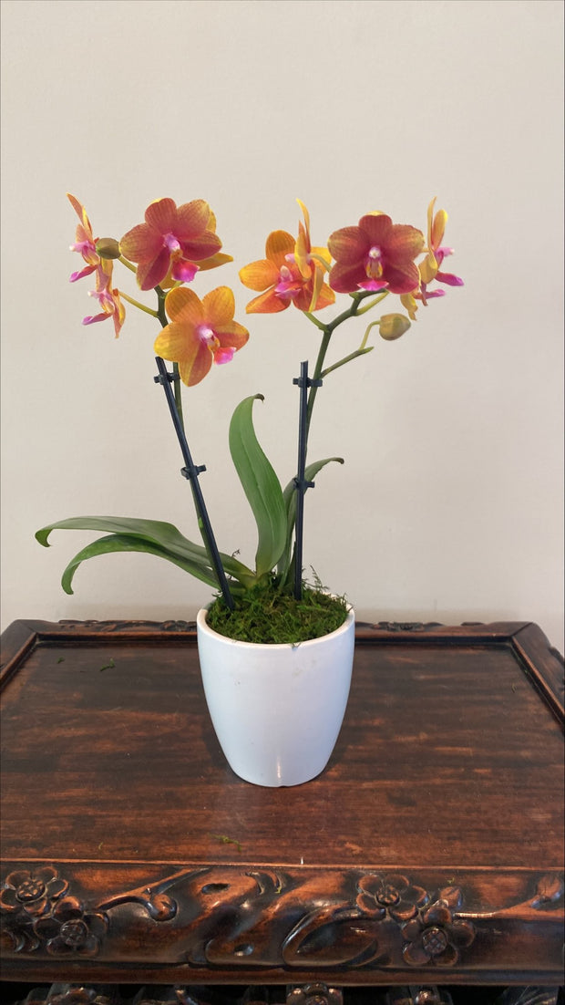 Earthly Orchids Live Orchid Plant - Princess Peach