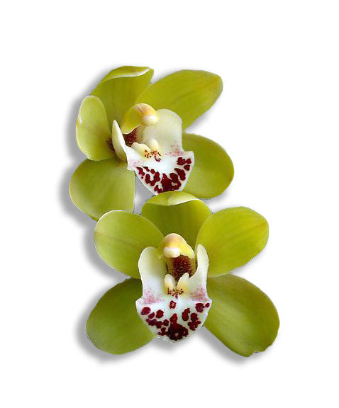 orchids, orchid, flower, orchid flower, orchid plant, potted plant, potted orchids, cut orchids. flower plant, earthly orchids, orchid bouquet, flower bouquet, flower delivery, flower online, green orchids, green flowers, yellow orchids