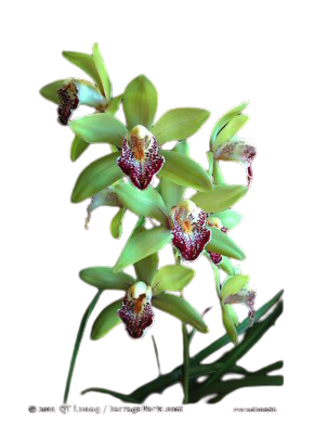 orchids, potted orchids, orchid flower, orchid plant, orchid care, orchid shop, orchid store, flower shop, flower store, flower delivery, orchids online, mother's day, flower gift, birthday gift, flower hobby