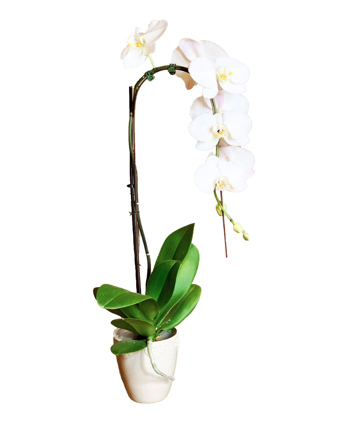 trailing orchid plant Earthly Orchids - Chiffon Orchid Plant by Earthly Orchids