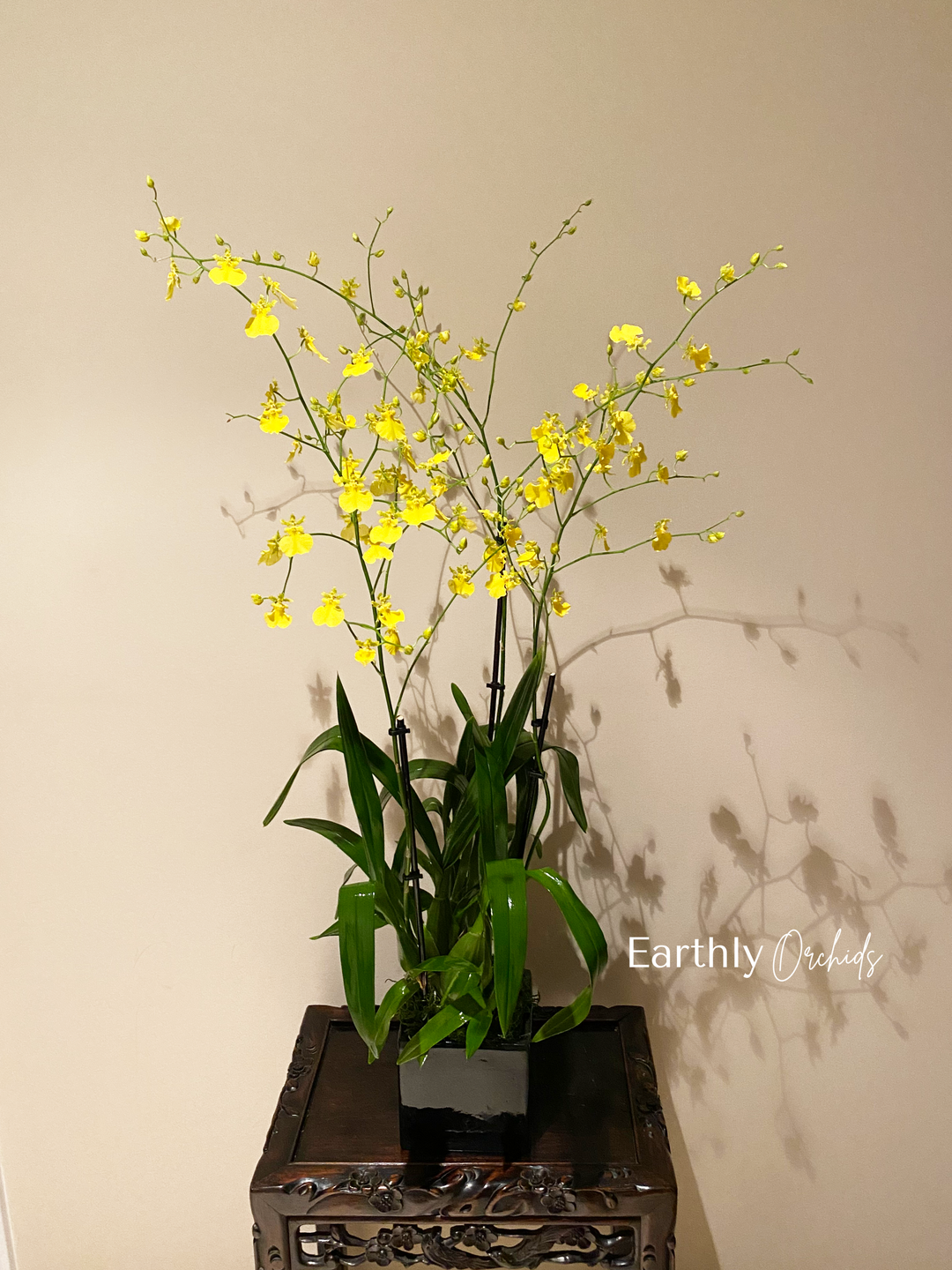 Earthly Orchids - Dancing Lady Orchid Arrangement by Earthly Orc