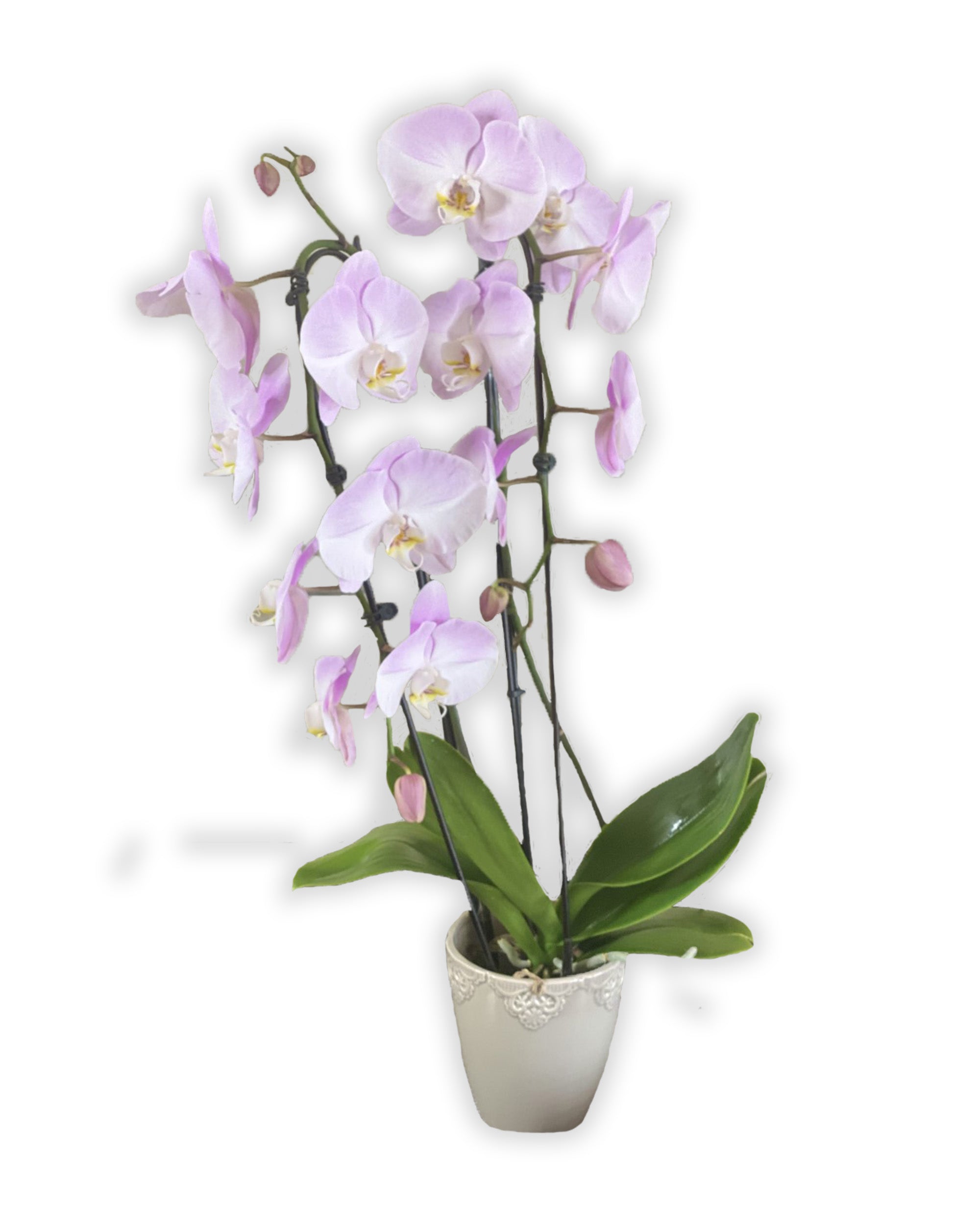 /cdn/shop/products/orchid_1