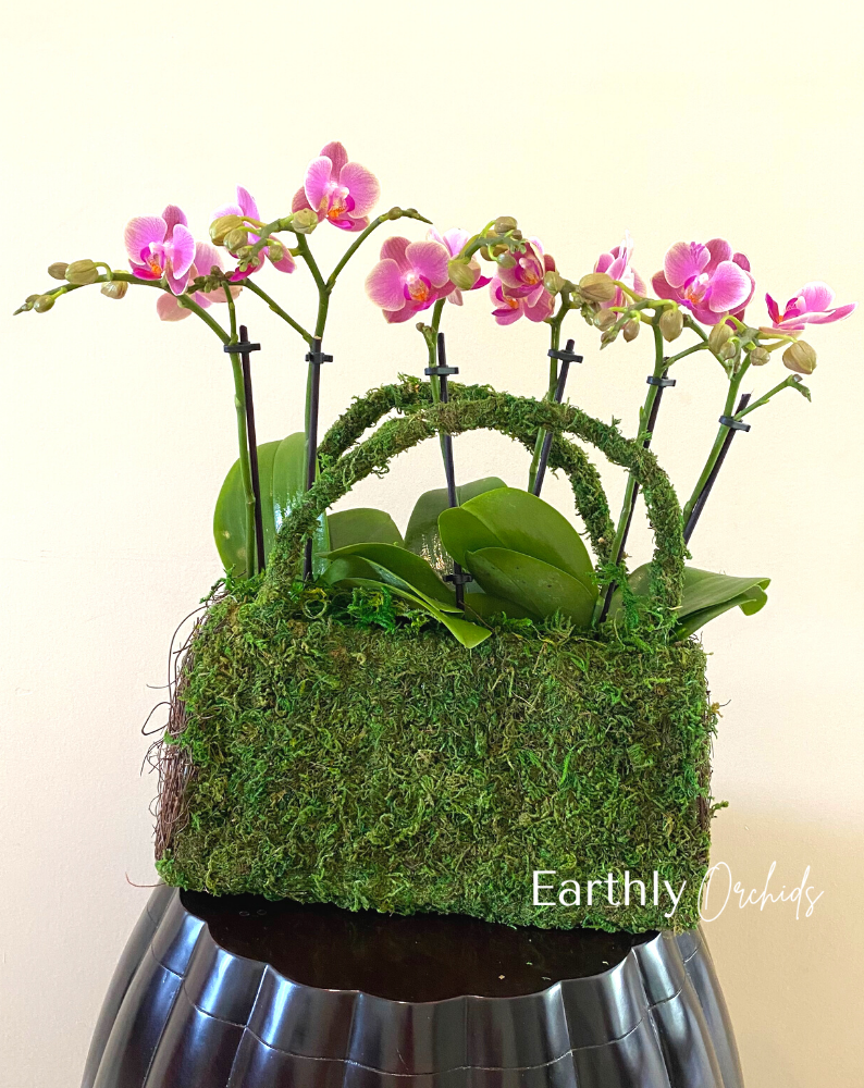 Earthly Orchids - Plum Purse Mini Orchids Arrangemenr by Earthly