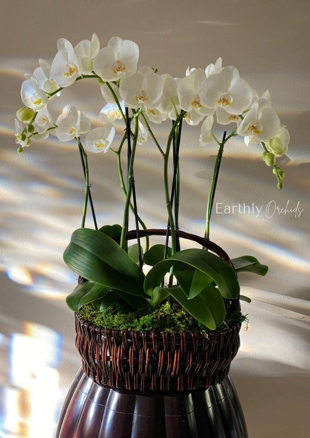 Arranged Orchids for Local Delivery
