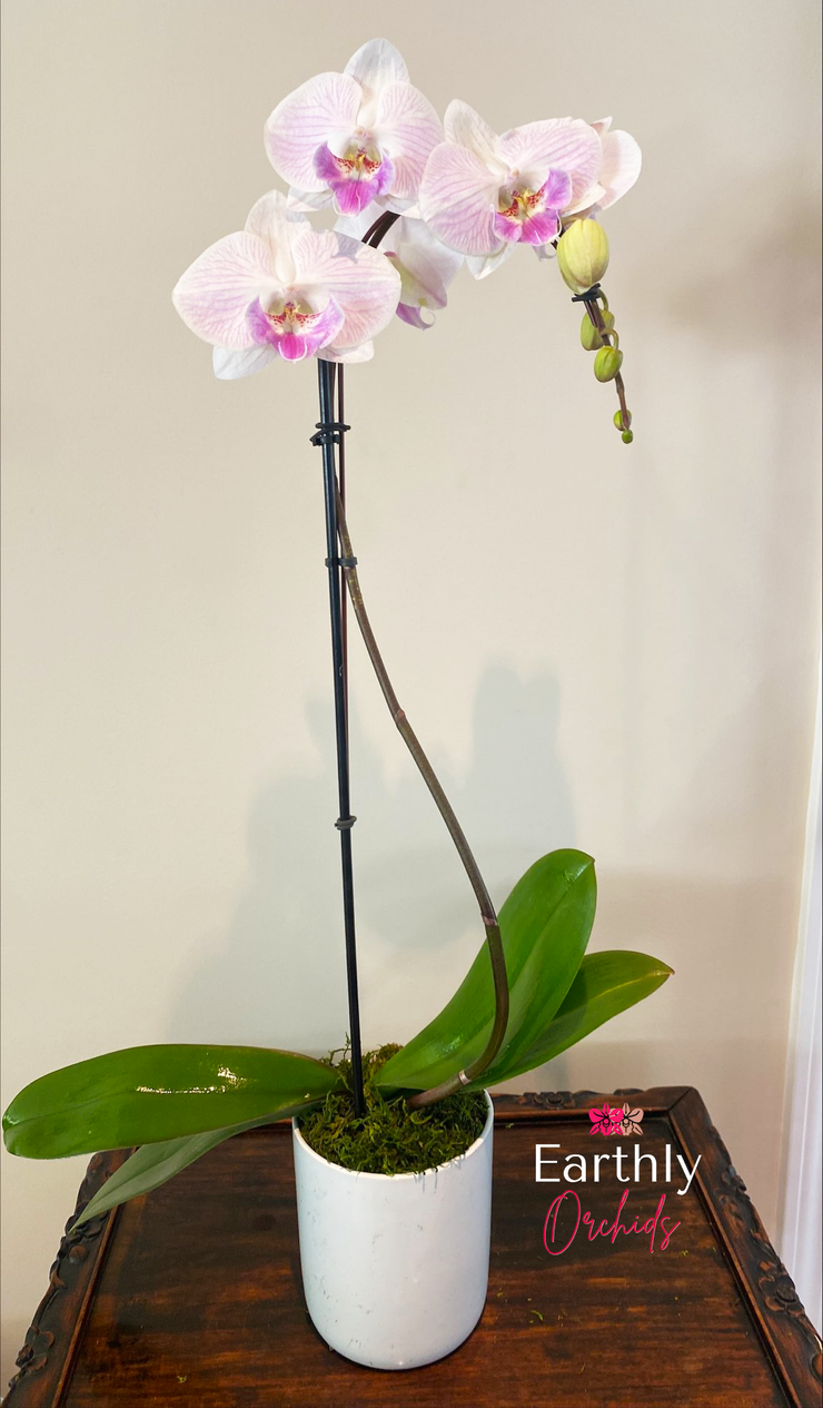 Earthly Orchids Live Orchid Plant - Touch of Blush Cascading