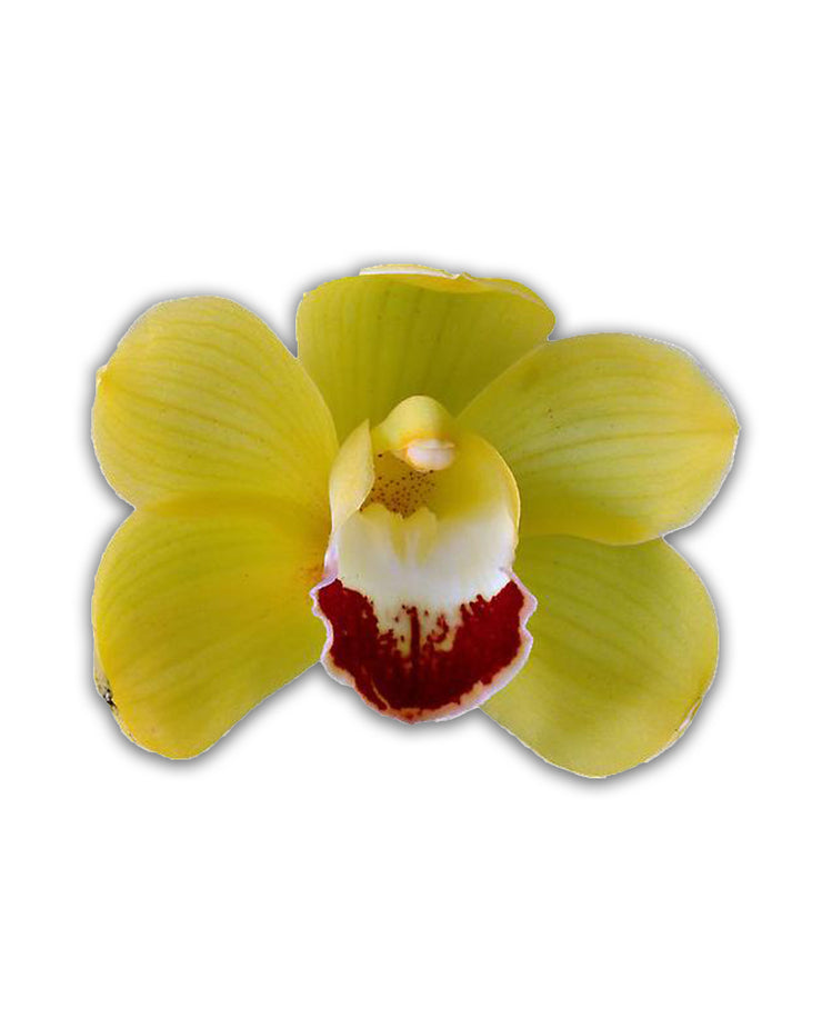 orchid delivery, orchids for sale, orchids online, orchids, orchid, flower, orchid flower, orchid plant, potted plant, potted orchids, cut orchids. flower plant, earthly orchids, orchid bouquet, flower bouquet, flower delivery, flower online, wholesale orchids, wholesale flowers, retail orchids, retail flowers