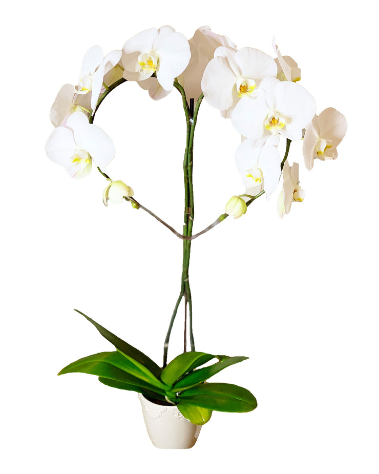 /cdn/shop/products/orchid_1