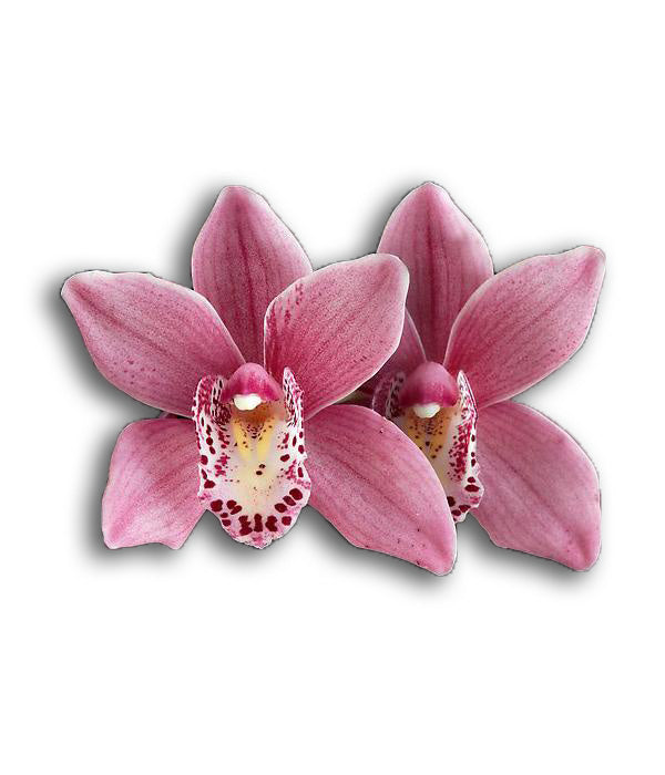 orchid delivery, orchids for sale, orchids online, orchids, orchid, flower, orchid flower, orchid plant, potted plant, potted orchids, cut orchids. flower plant, earthly orchids, orchid bouquet, flower bouquet, flower delivery, flower online, wholesale orchids, wholesale flowers, retail orchids, retail flowers