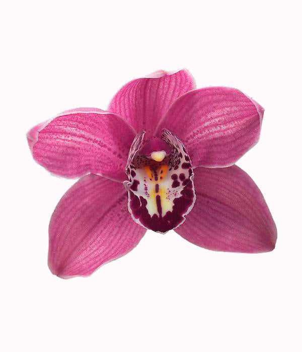 orchid delivery, orchids for sale, orchids online, orchids, orchid, flower, orchid flower, orchid plant, potted plant, potted orchids, cut orchids. flower plant, earthly orchids, orchid bouquet, flower bouquet, flower delivery, flower online, wholesale orchids, wholesale flowers, retail orchids, retail flowers