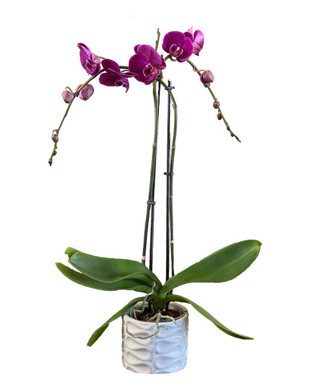 Buy orchids online, a wide selection of orchid species. Earthly Orchids have a wide variety of orchid plants and orchid flowers for you to choose from, we have live potted orchid plants and fresh-cut orchids. Our orchids are hand-grown and well-taken care for so orchids are large, waxy, and strong. Order orchids now, orchids are the perfect gifts for all occasions and perfect for your home! We deliver live orchids anywhere in the US. We have wholesale orchids and retail orchids.