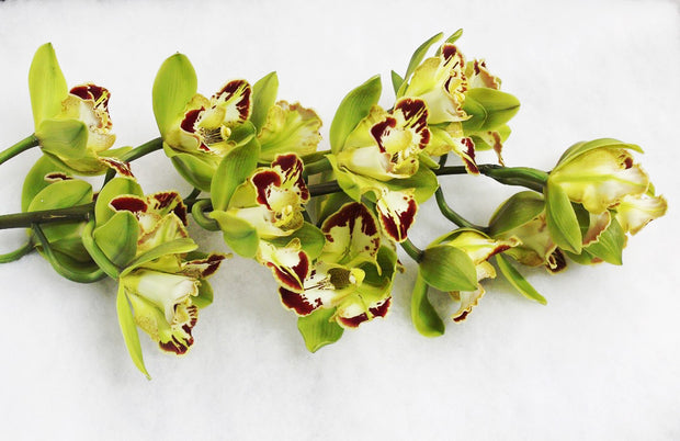 orchid delivery, orchids for sale, orchids online, orchids, orchid, flower, orchid flower, orchid plant, potted plant, potted orchids, cut orchids. flower plant, earthly orchids, orchid bouquet, flower bouquet, flower delivery, flower online, wholesale orchids, wholesale flowers, retail orchids, retail flowers