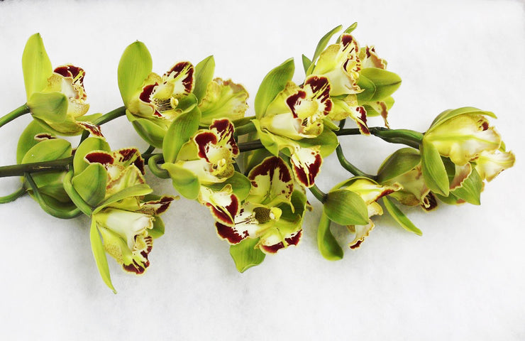 green cymbidium orchid boutonniere