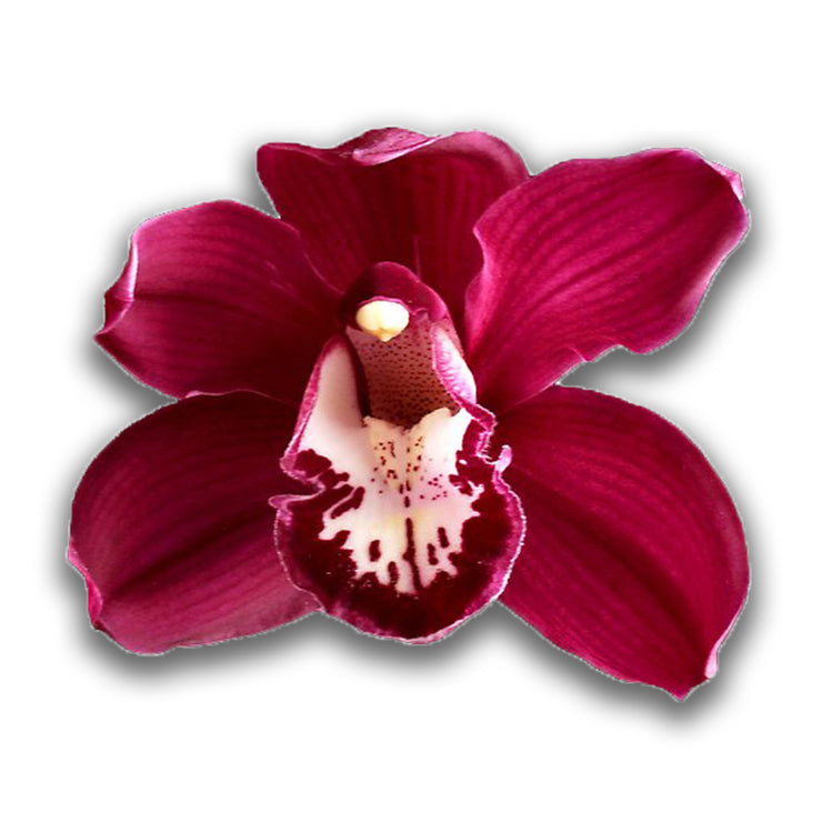 orchids, orchid, flower, orchid flower, orchid plant, potted plant, potted orchids, cut orchids. flower plant, earthly orchids, orchid bouquet, flower bouquet, flower delivery, flower online, red flower, red orchids