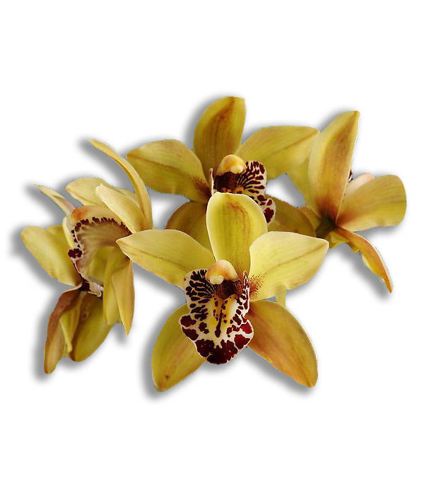 orchid delivery, orchids for sale, orchids online, orchids, orchid, flower, orchid flower, orchid plant, potted plant, potted orchids, cut orchids. flower plant, earthly orchids, orchid bouquet, flower bouquet, flower delivery, flower online, wholesale orchids, wholesale flowers, retail orchids, retail flowers