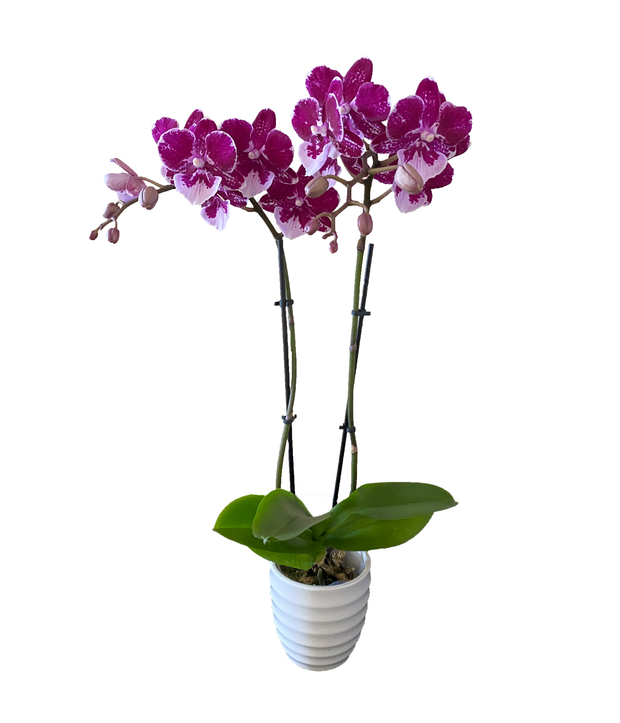 Buy orchids online, wide selection of orchid species. Earthly Orchids have a wide variety of orchid plants and orchid flowers for you to choose from, we have live potted orchid plants and fresh cut orchids. Our orchids are hand grown and well taken cared for so orchids are large, waxy and strong. Order orchids now, orchids are perfect gift for all occasions and perfect for your home! We ship live orchids anywhere in the US. We have wholesale orchids and retail orchids.