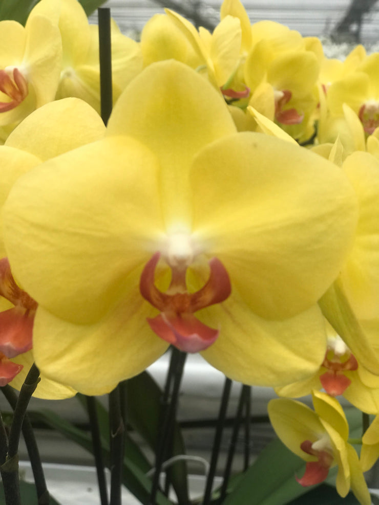 orchids, orchid, flower, orchid flower, orchid plant, potted plant, potted orchids, cut orchids. flower plant, earthly orchids