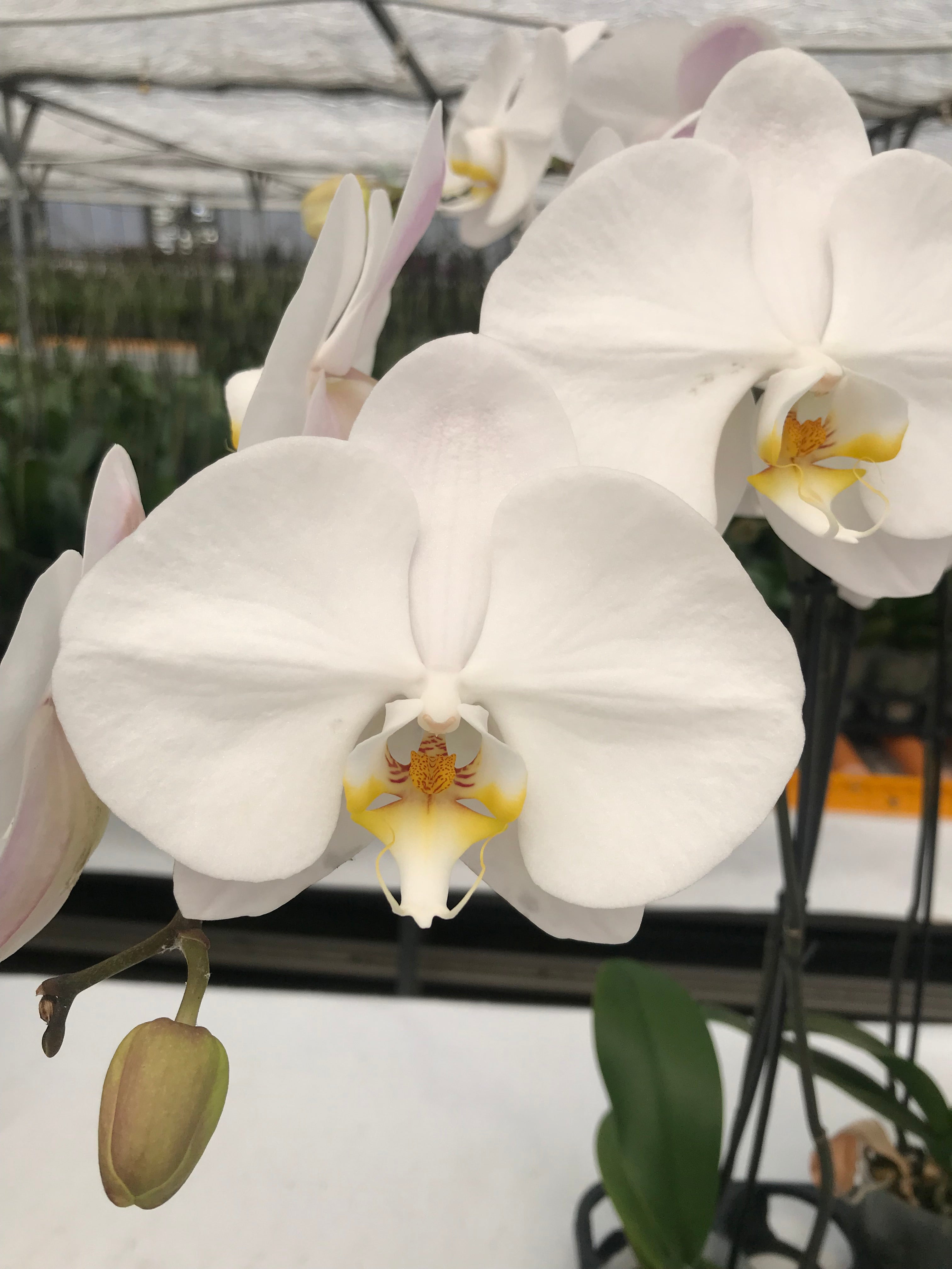 Orchid Flowers & Plants Delivery: Send Orchids | Proflowers