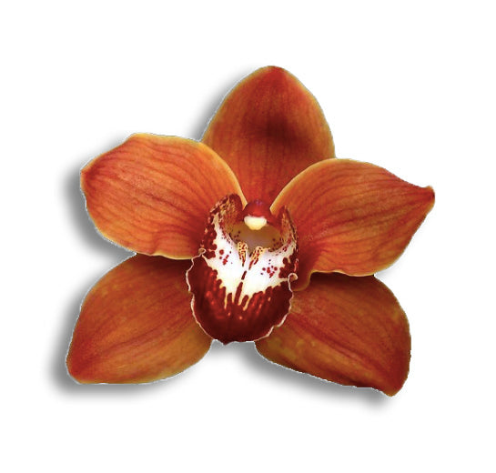 orchids, orchid, flower, orchid flower, orchid plant, potted plant, potted orchids, cut orchids. flower plant, earthly orchids, orchid bouquet, flower bouquet, flower delivery, flower online, orange flower. orange orchids