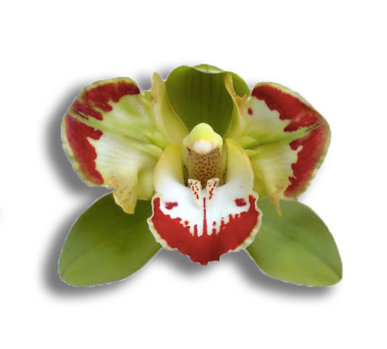 orchids, orchid, flower, orchid flower, orchid plant, potted plant, potted orchids, cut orchids. flower plant, earthly orchids, orchid bouquet, flower bouquet, flower delivery, flower online, premium orchid, live orchid, orchid online, quality orchids, orchids for sale