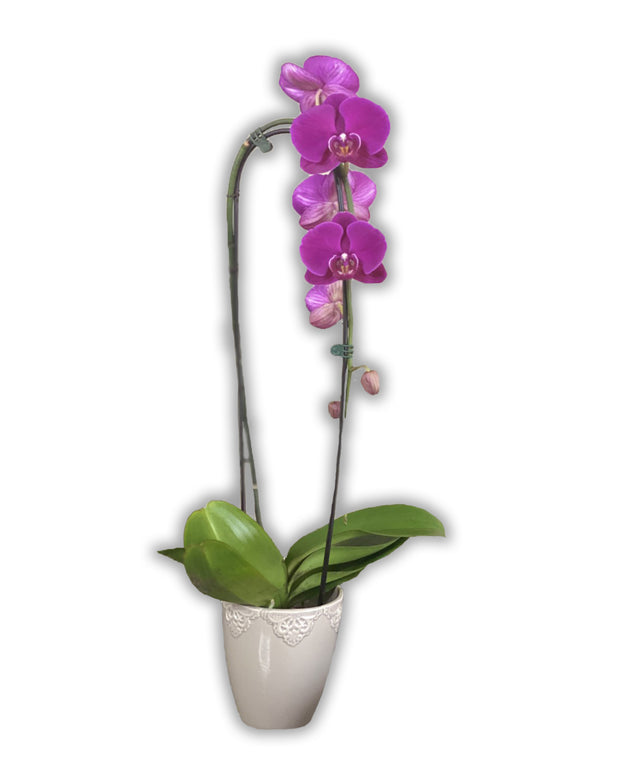 Buy orchids online, a wide selection of orchid species. Earthly Orchids have a wide variety of orchid plants and orchid flowers for you to choose from, we have live potted orchid plants and fresh-cut orchids. Our orchids are hand-grown and well-taken care for so orchids are large, waxy, and strong. Order orchids now, orchids are the perfect gifts for all occasions and perfect for your home! We deliver live orchids anywhere in the US. We have wholesale orchids and retail orchids.