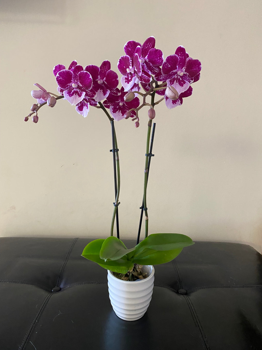 indoor orchid plants for sale Mystique Mini Orchid Plant by Earthly Orchids Double Stem