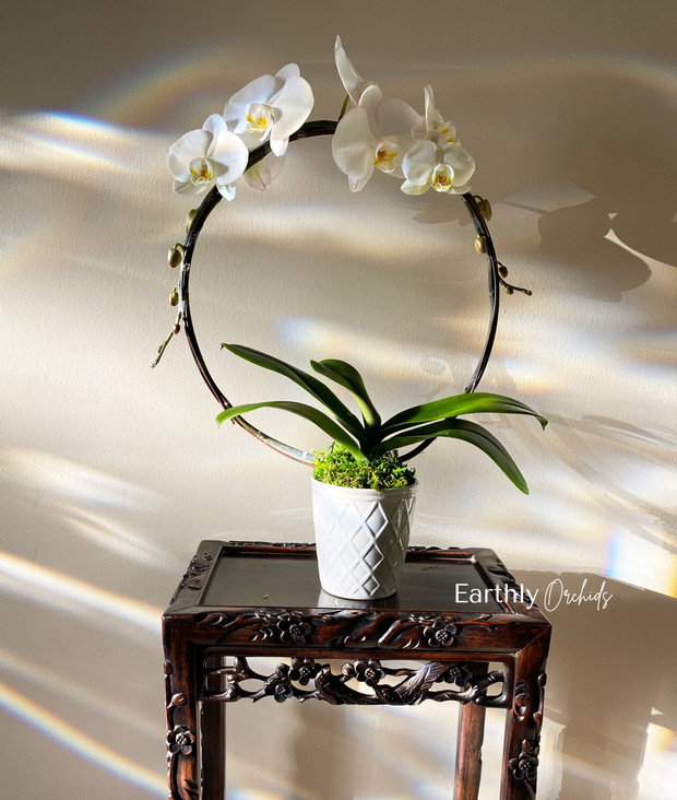 Earthly Orchids Live Orchid Plant - Halo White