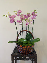 Orchid Arrangement. Buy orchids online, wide selection of orchid species. Earthly Orchids have a wide variety of orchid plants and orchid flowers for you to choose from, we have live potted orchid plants and fresh cut orchids. Our orchids are hand grown and well taken cared for so orchids are large, waxy and strong. Order orchids now, orchids are perfect gift for all occasions and perfect for your home! We deliver live orchids anywhere in the US. We have wholesale orchids and retail orchids.