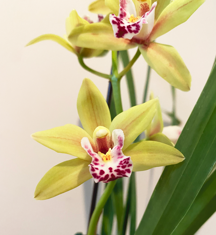 Earthly Orchids Live Orchid Plant - Cymbidium Sweetheart SCENTED