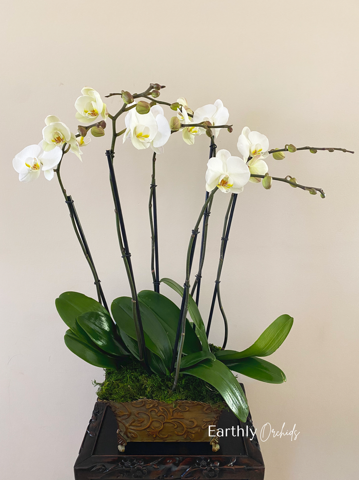 Orchid Arrangement. Buy orchids online, wide selection of orchid species. Earthly Orchids have a wide variety of orchid plants and orchid flowers for you to choose from, we have live potted orchid plants and fresh cut orchids. Our orchids are hand grown and well taken cared for so orchids are large, waxy and strong. Order orchids now, orchids are perfect gift for all occasions and perfect for your home! We deliver live orchids anywhere in the US. We have wholesale orchids and retail orchids.