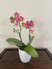 Golden Tangerine Scented Orchid by Earthly Orchids