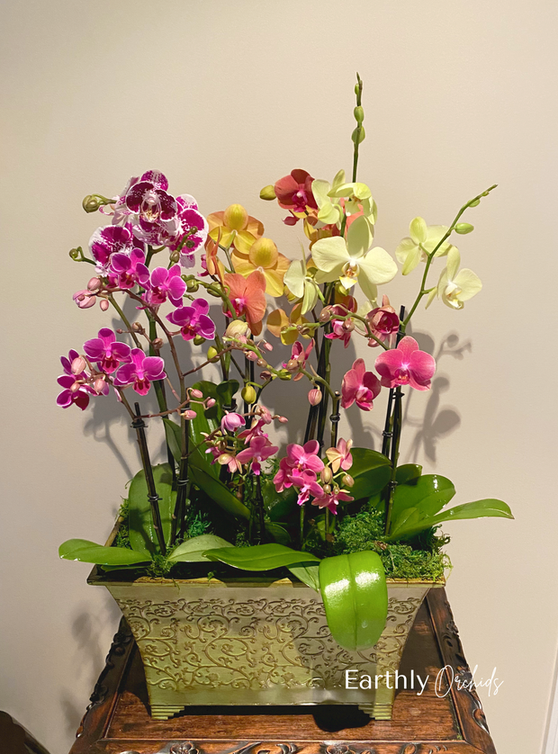 Arranged Orchids - Colorful Large Arrangement - Custom