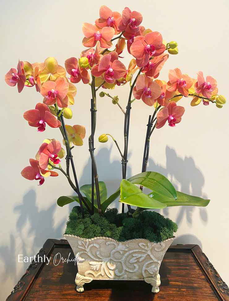 Earthly Orchids Arranged Orchids Sweet Marmalade Large in Po
