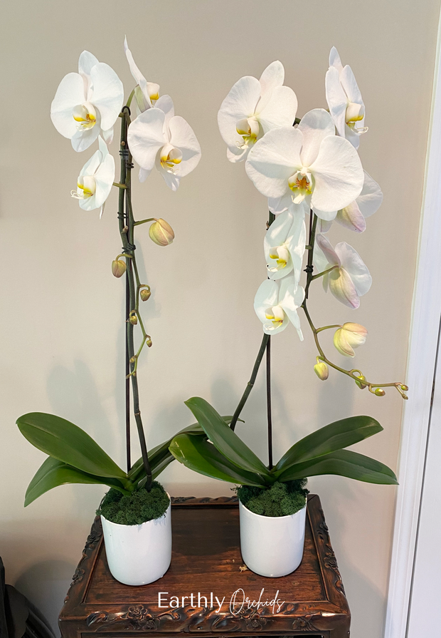 Earthly Orchids Live Orchid Plant - Chiffon 1 Spike Cascade