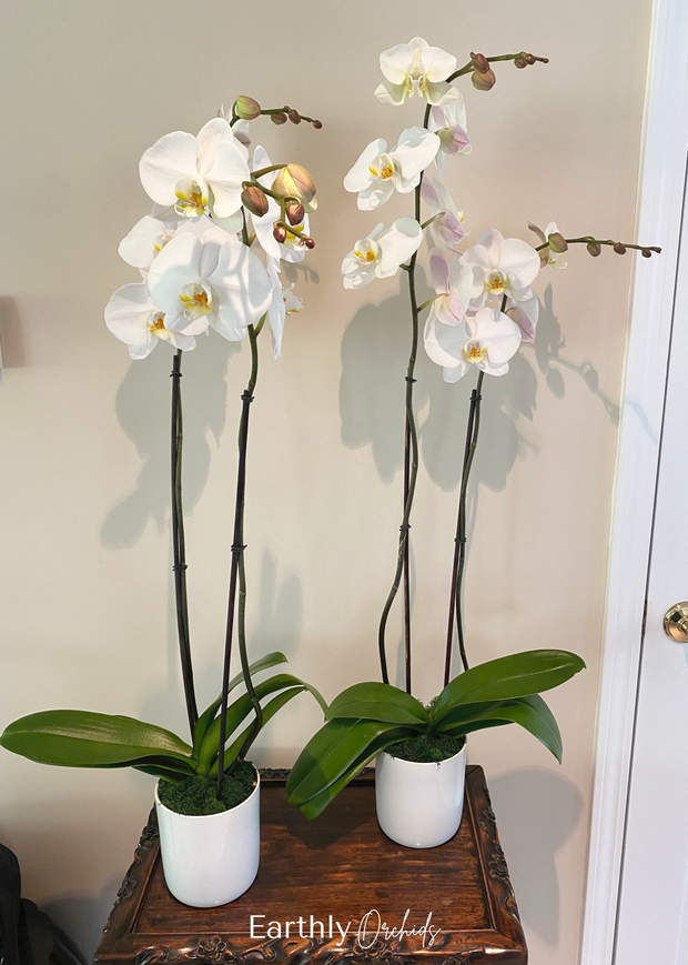 Earthly Orchids Live Orchid Plant - Vanilla Sundae 2 Spike