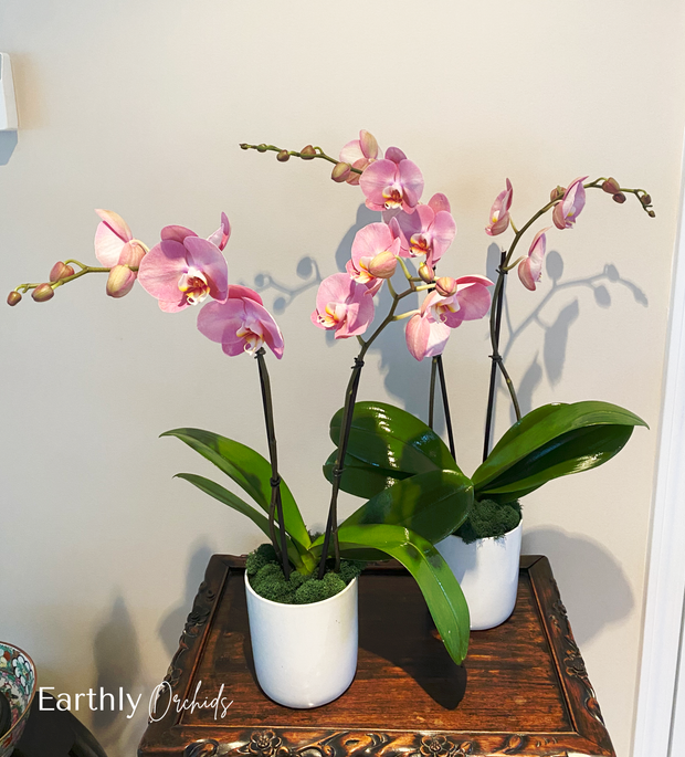Earthly Orchids Live Orchid Plant - Primrose Pink 2 Spike