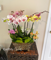 Arranged Orchids - Colorful Large Arrangement - Custom