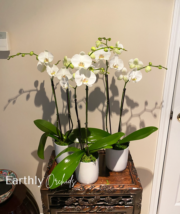 Earthly Orchids Live Orchid Plant - Vanilla Sundae 2 Spike