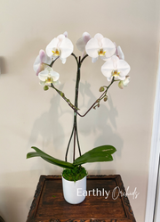 Earthly Orchids Live Orchid Plant - Heart White