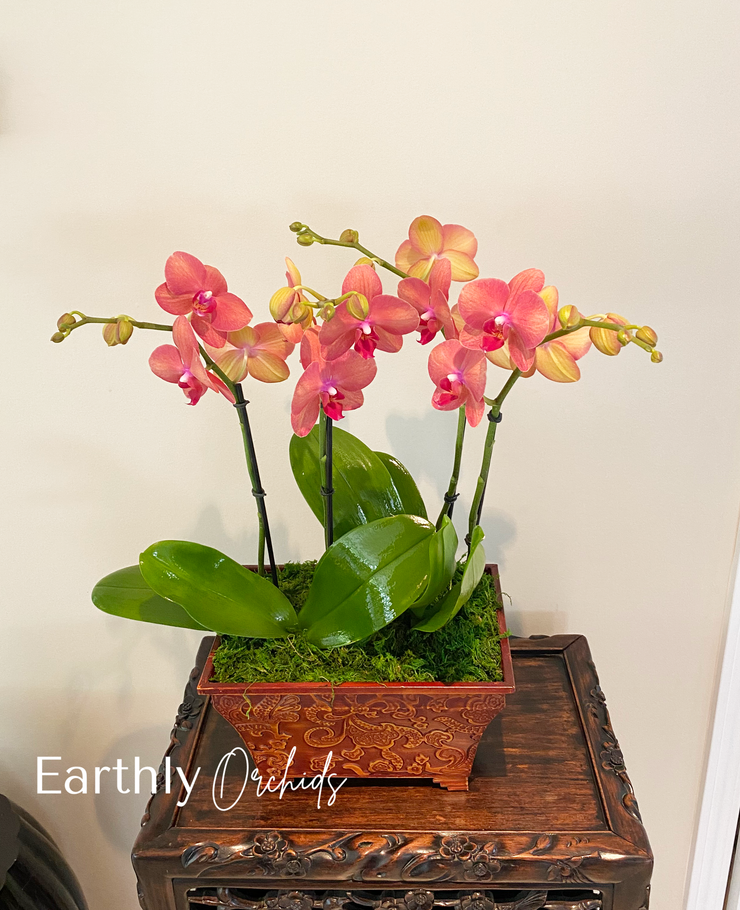 Arranged Orchids - Sweet Marmalade Large in Pot by Earthly Orchids