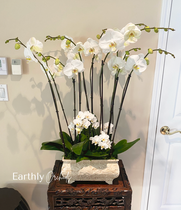 Premium Colored Orchid in San Juan Capistrano, CA | The White Dahlia