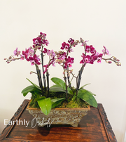 Arranged Orchids - Colorful MINI Arrangement - Custom