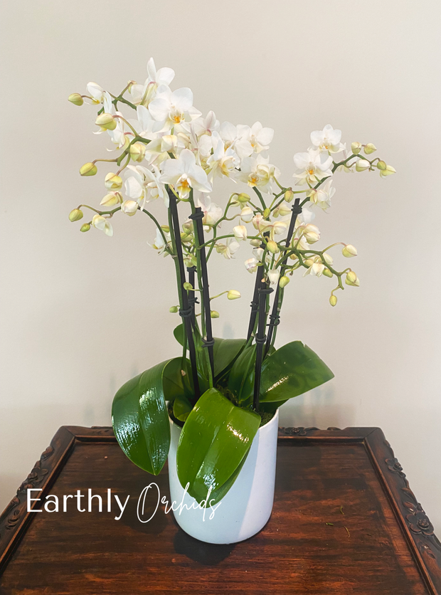 Arranged Orchids - White Rabbit Mini by Earthly Orchids