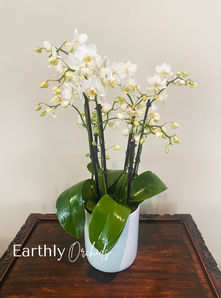 Arranged Orchids - White Rabbit Mini by Earthly Orchids