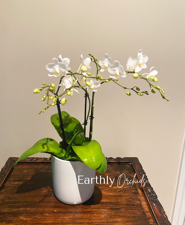 Earthly Orchids Live Orchid Plant - White Rabbit 2 Spike Mini